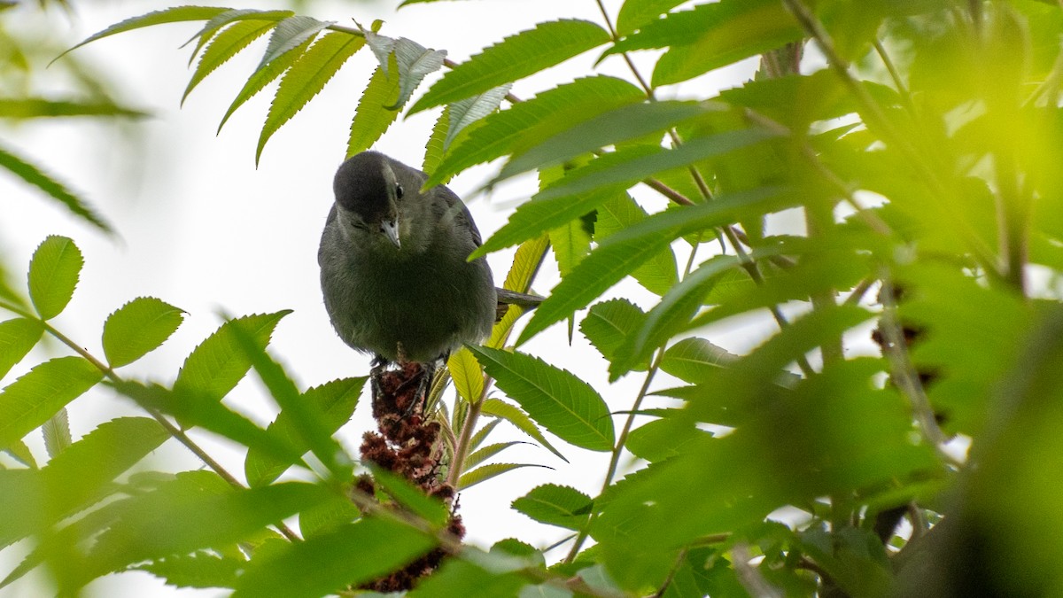 Gray Catbird - ML637158164