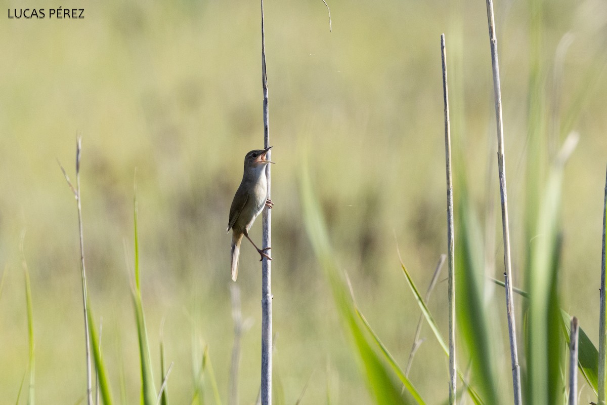 Savi's Warbler - ML637158191