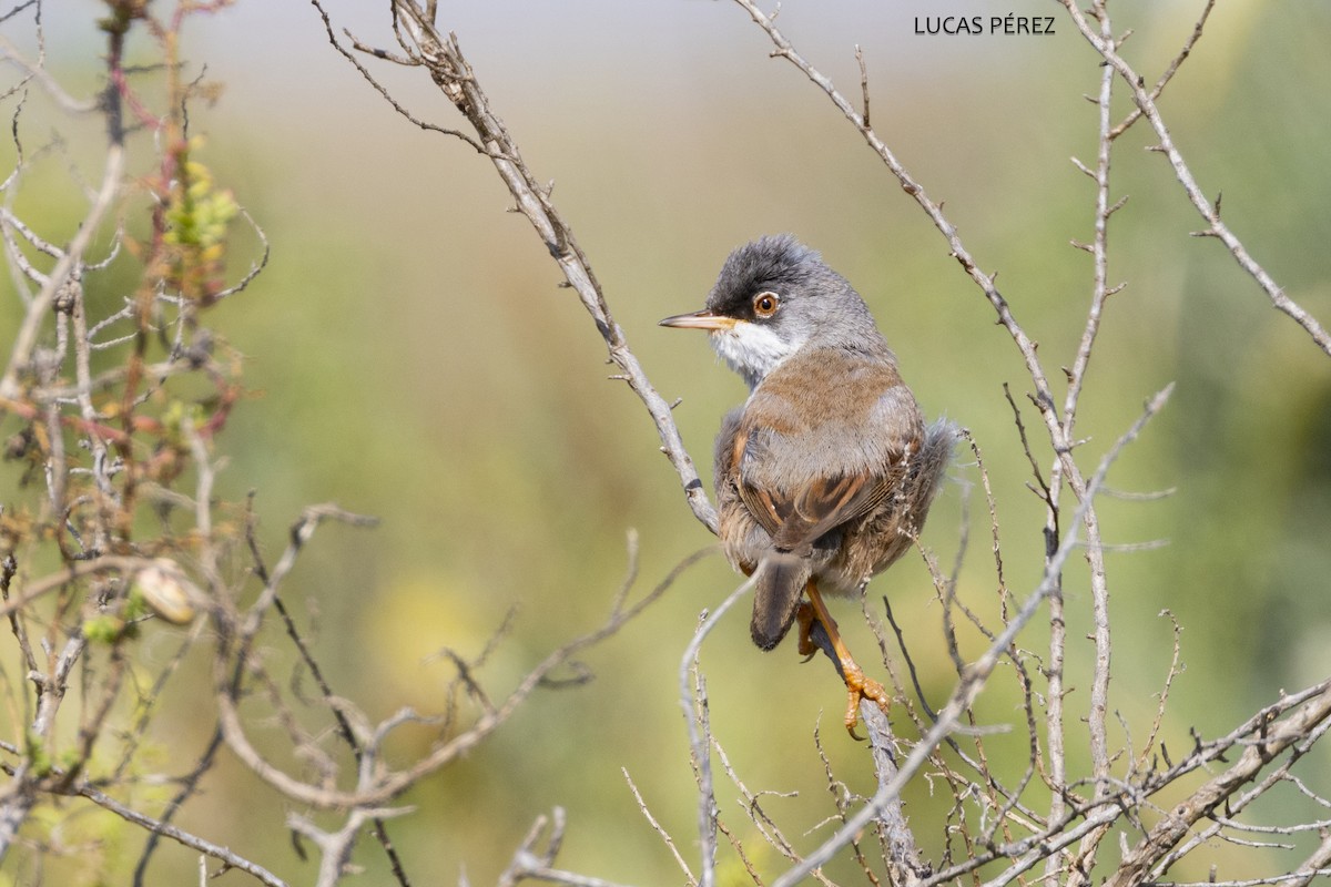 Spectacled Warbler - ML637158202