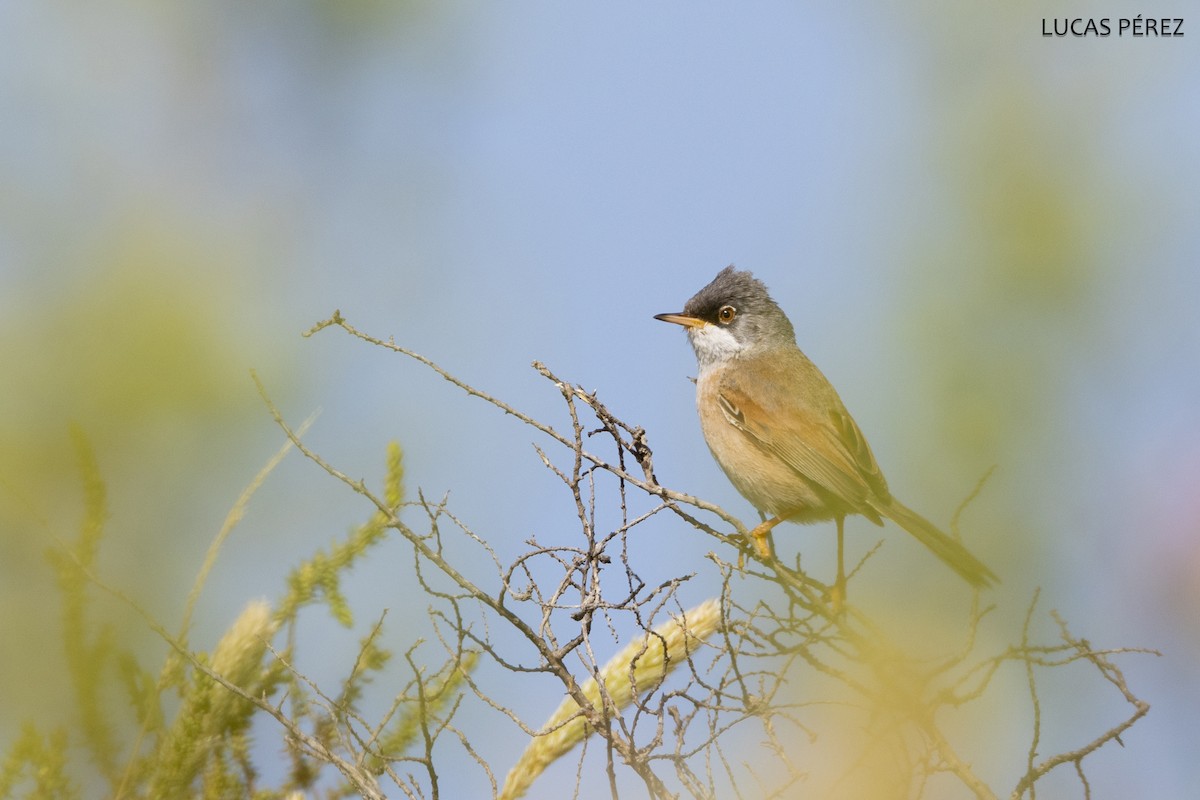 Spectacled Warbler - ML637158204