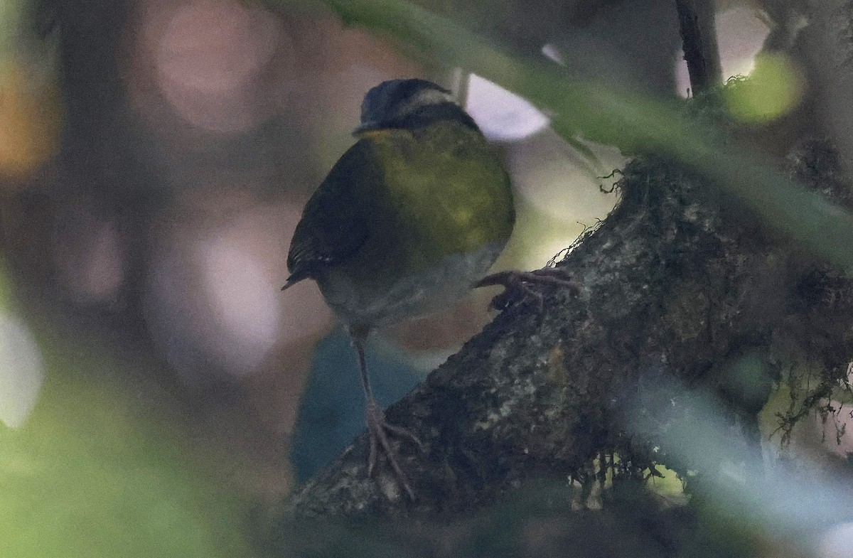 Neumann's Warbler - ML637158224