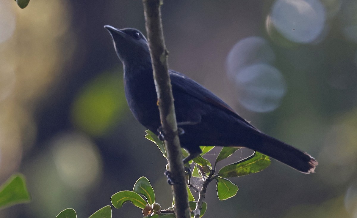 Stuhlmann's Starling - ML637158228