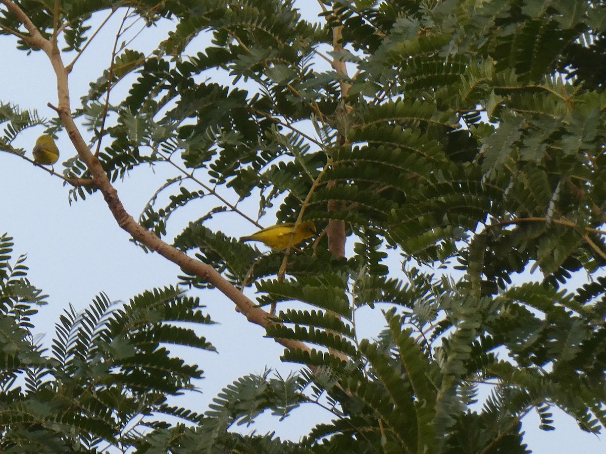 Northern Yellow White-eye - ML637158239