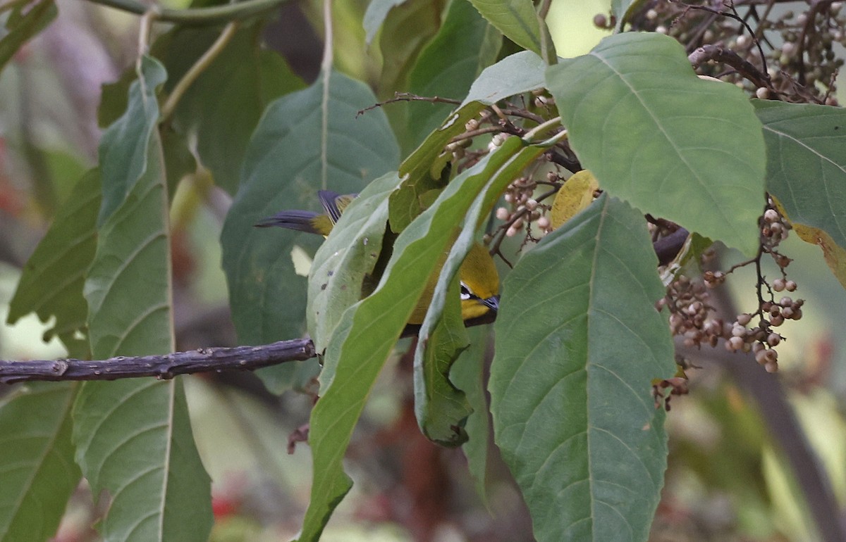 Green White-eye - ML637158273