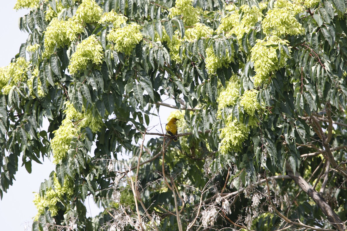 Eurasian Golden Oriole - ML637158290