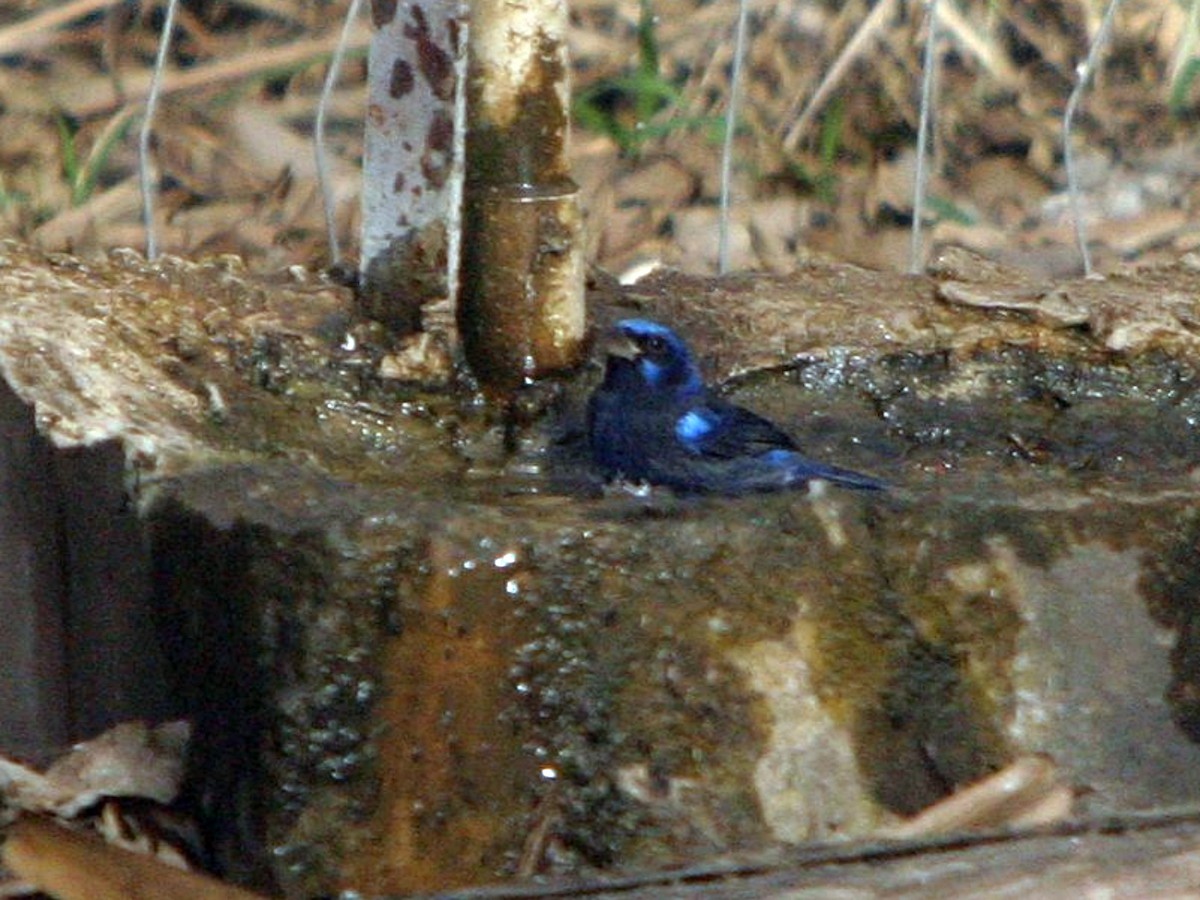 Blue Bunting (Middle America) - ML637158291