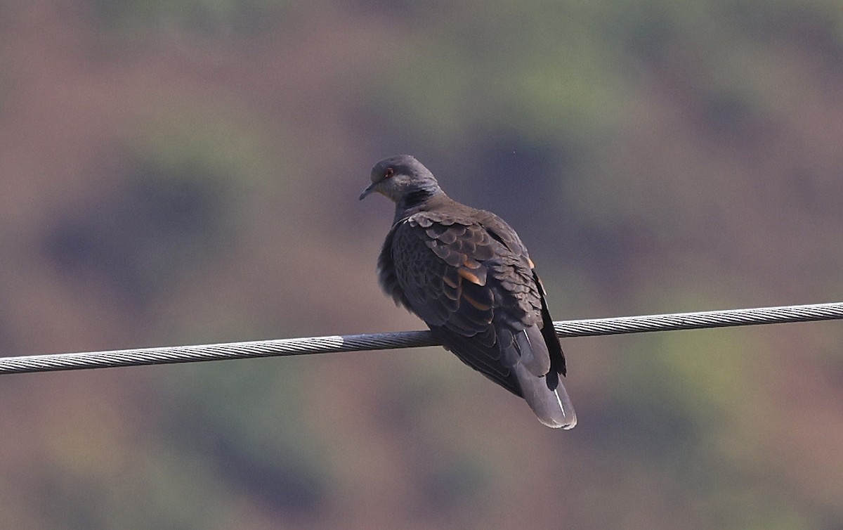 Dusky Turtle-Dove - ML637158304