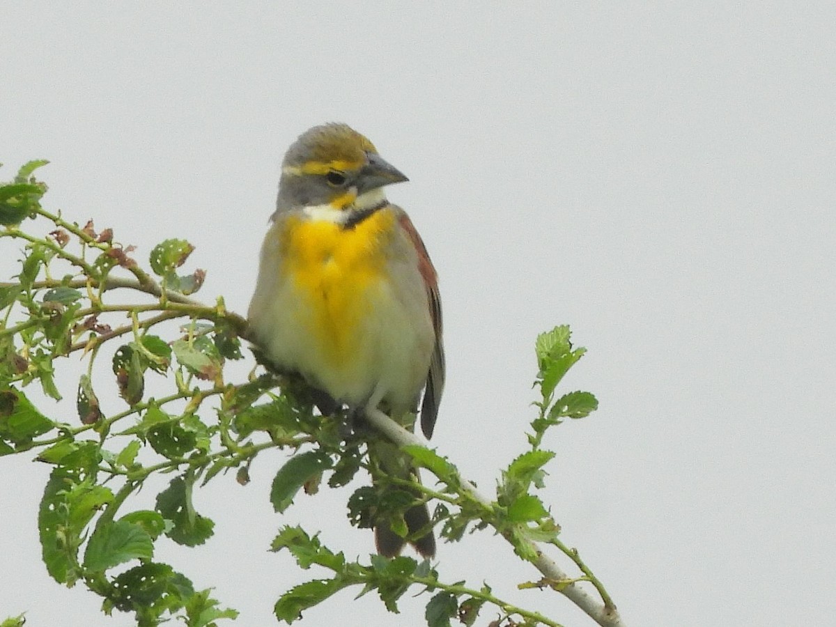 Dickcissel - ML637158307