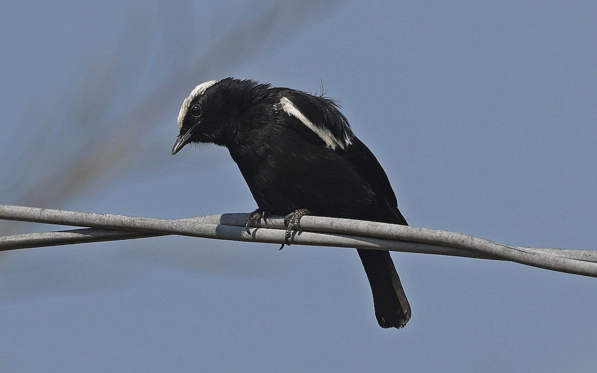 Arnot's Chat (Ruaha) - ML637158318