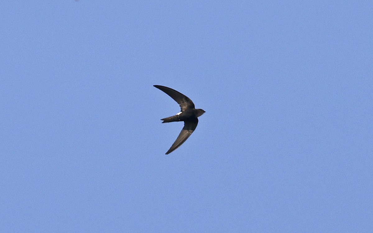 Horus Swift - ML637158345