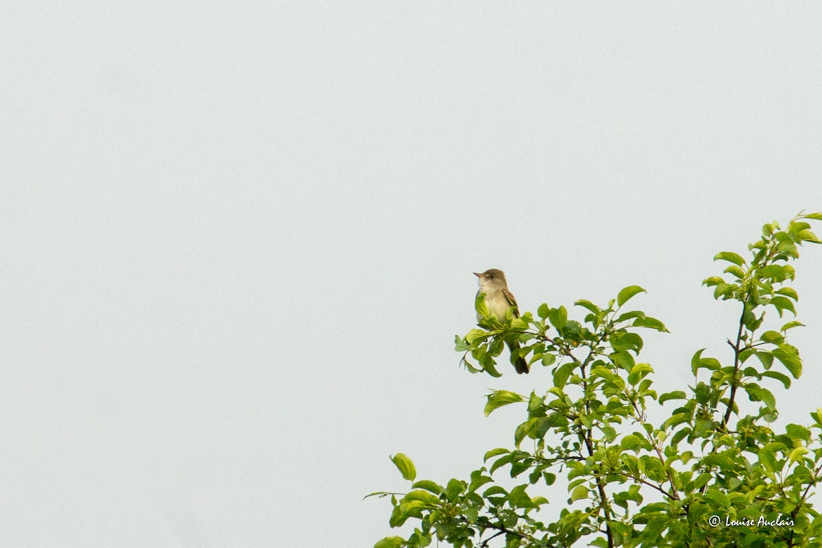 Willow Flycatcher - ML637158460