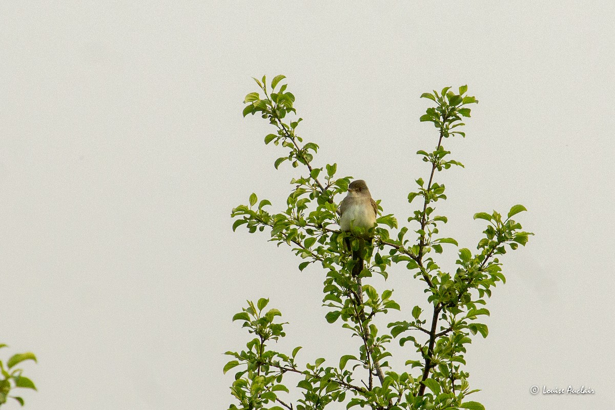 Willow Flycatcher - ML637158461