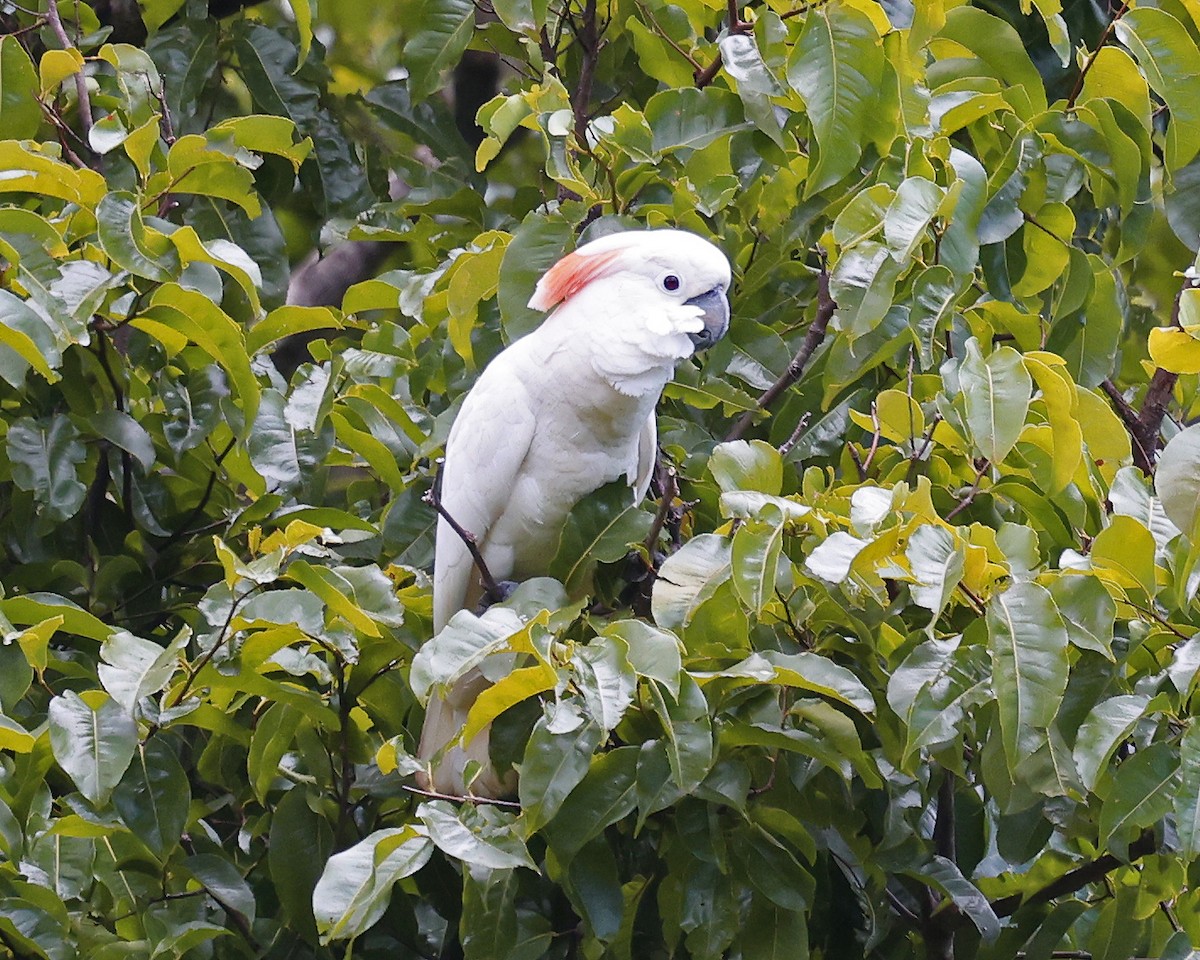 Salmon-crested Cockatoo - ML637158476