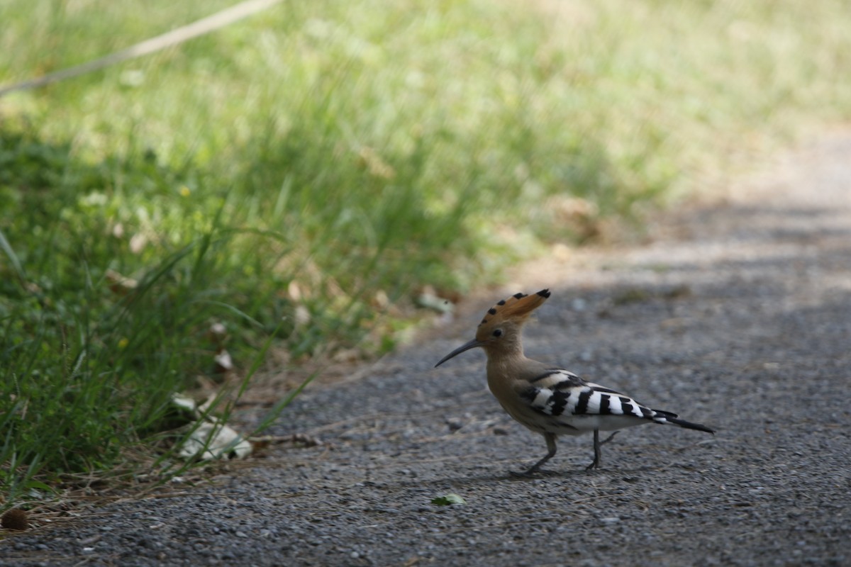 Common Hoopoe - ML637158538