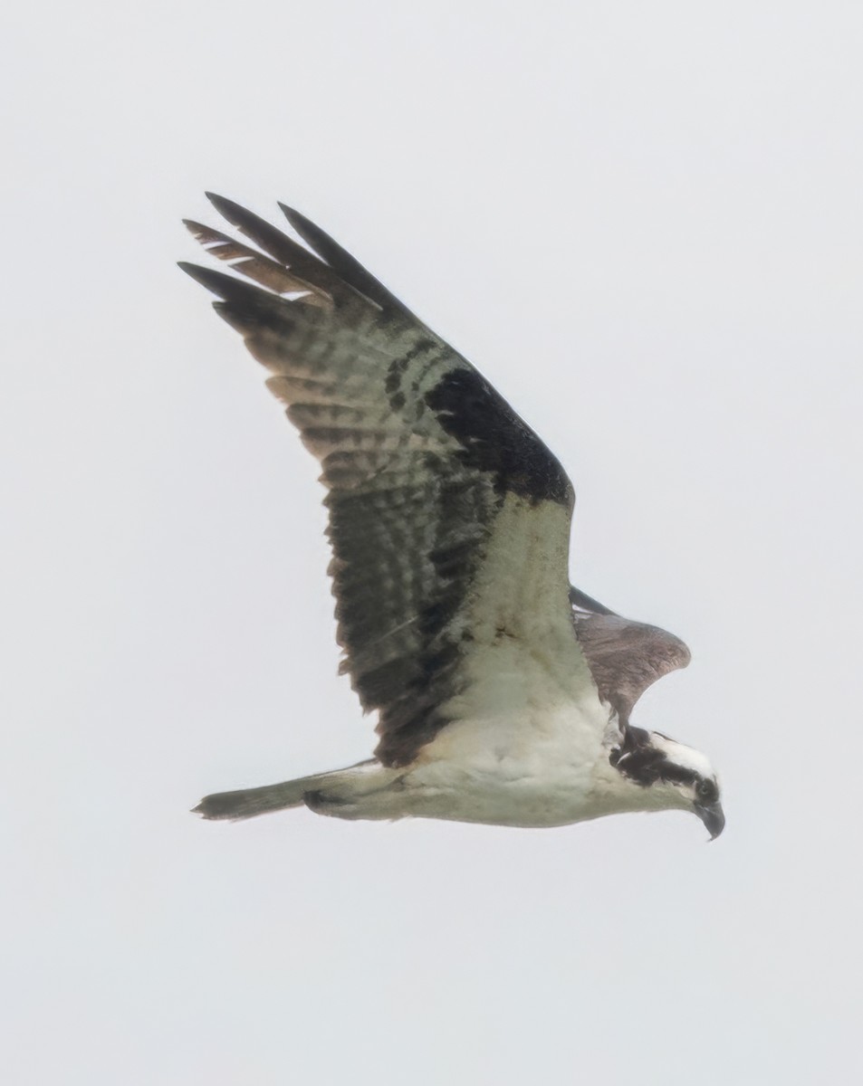 Osprey - ML637158590