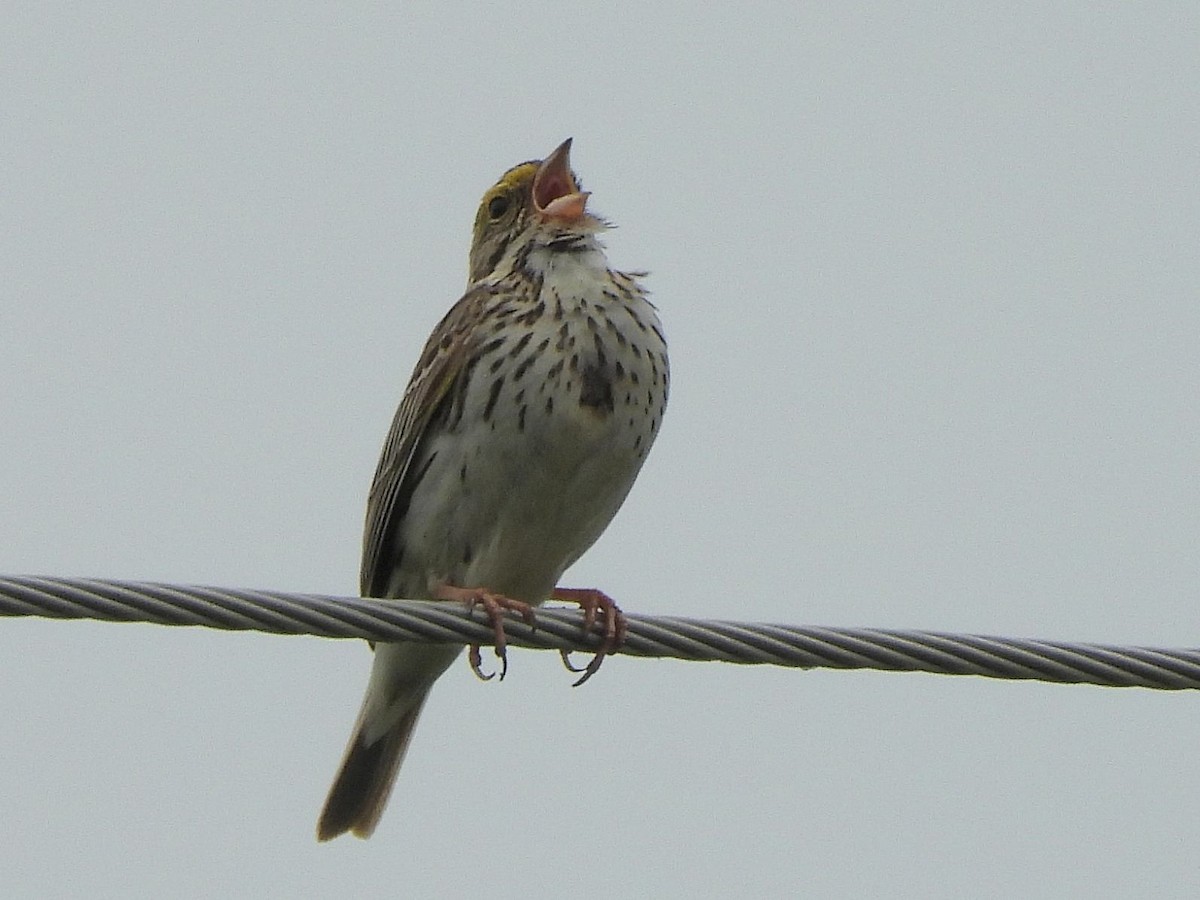 Savannah Sparrow - ML637158592