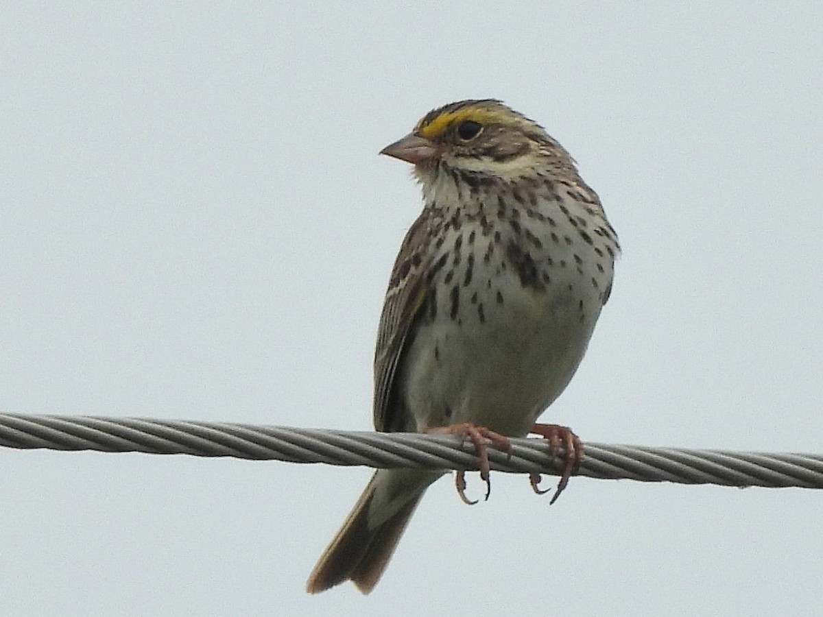 Savannah Sparrow - ML637158601