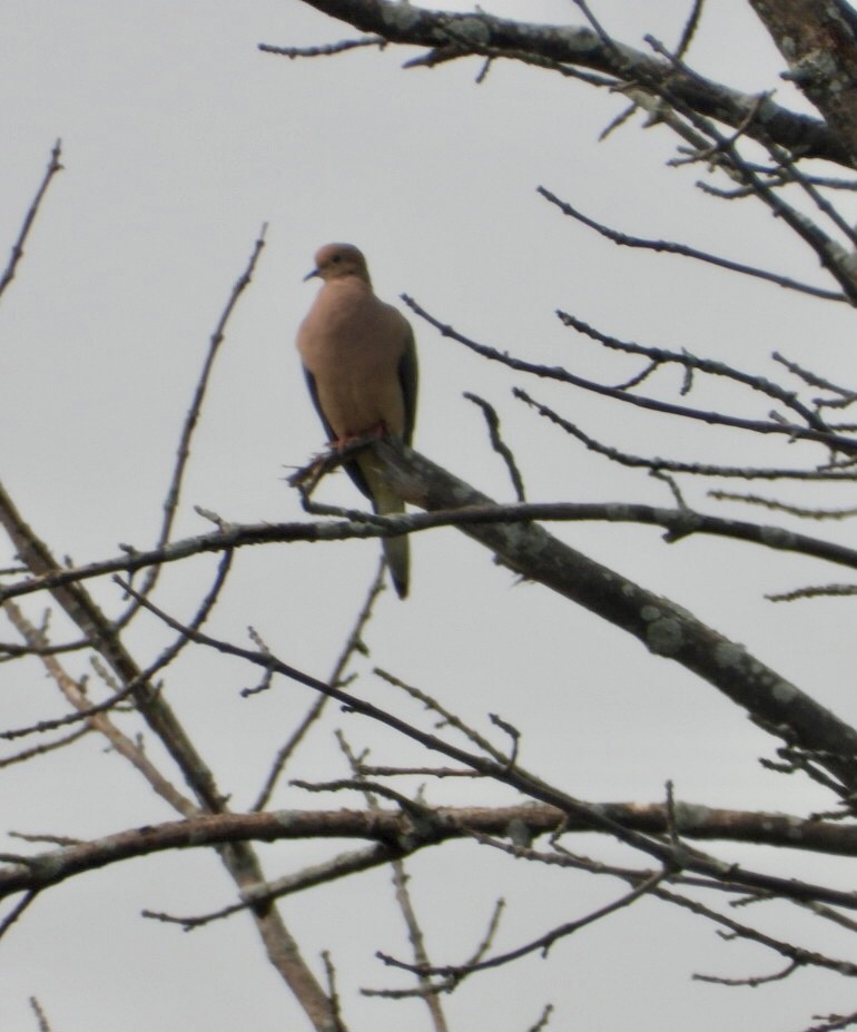 Mourning Dove - ML637158646