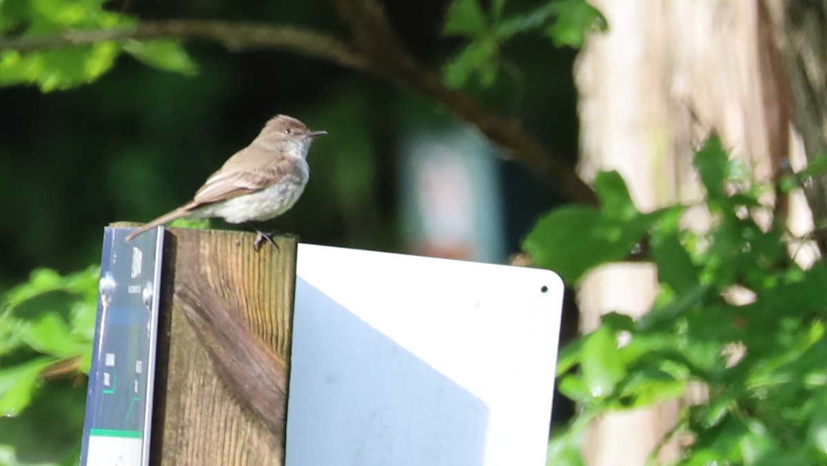 Eastern Phoebe - ML637158662