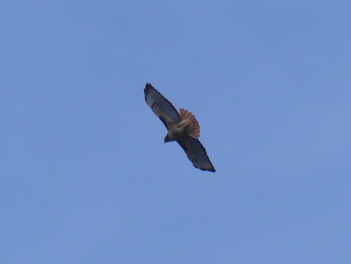 Zapelatz buztangorria - ML637158710