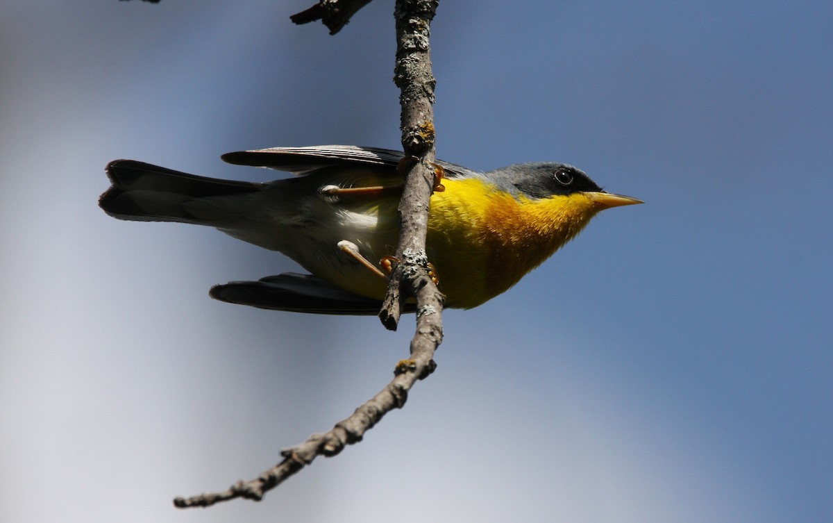 Tropical Parula - ML637158711
