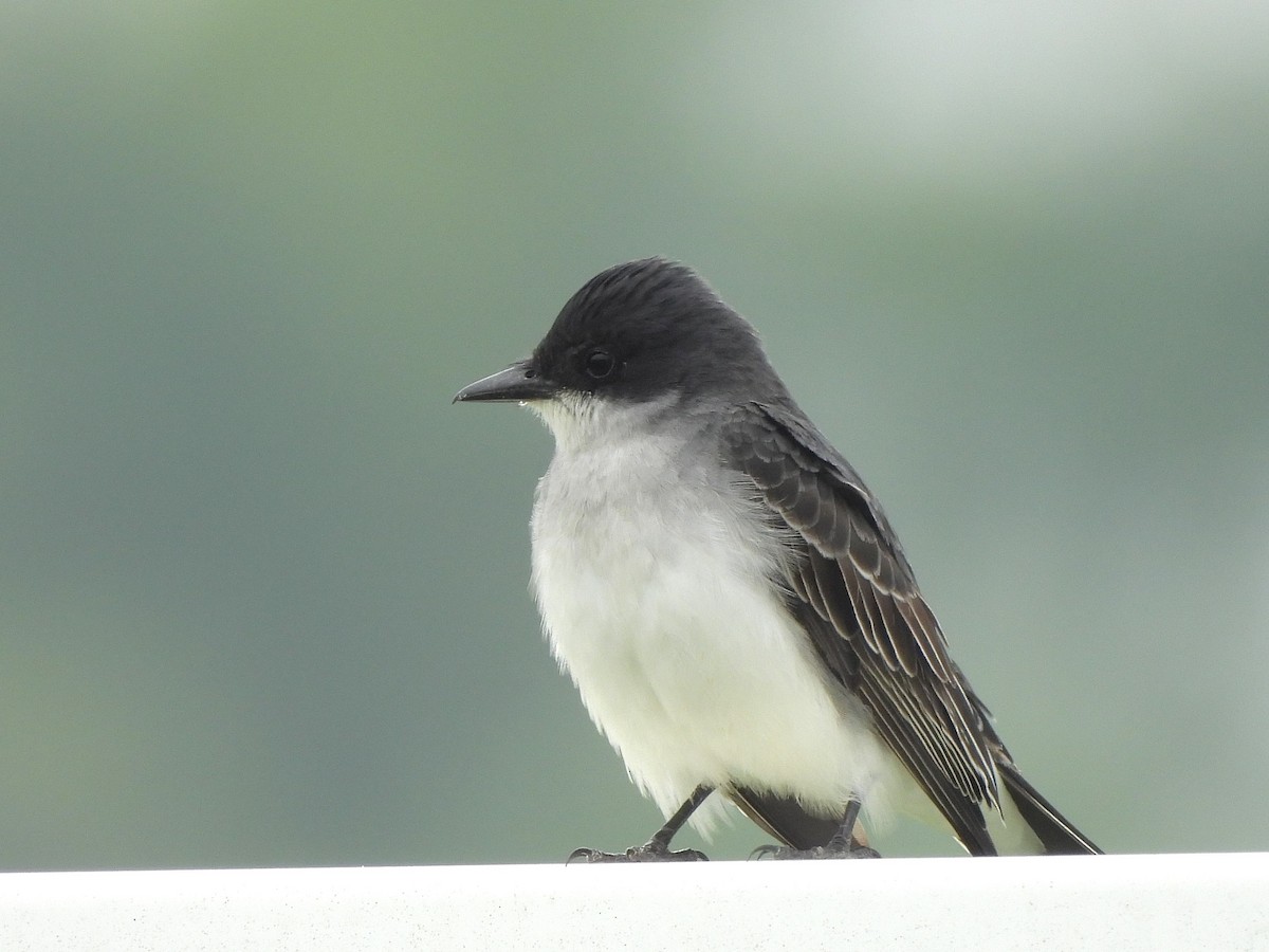 Eastern Kingbird - ML637158715