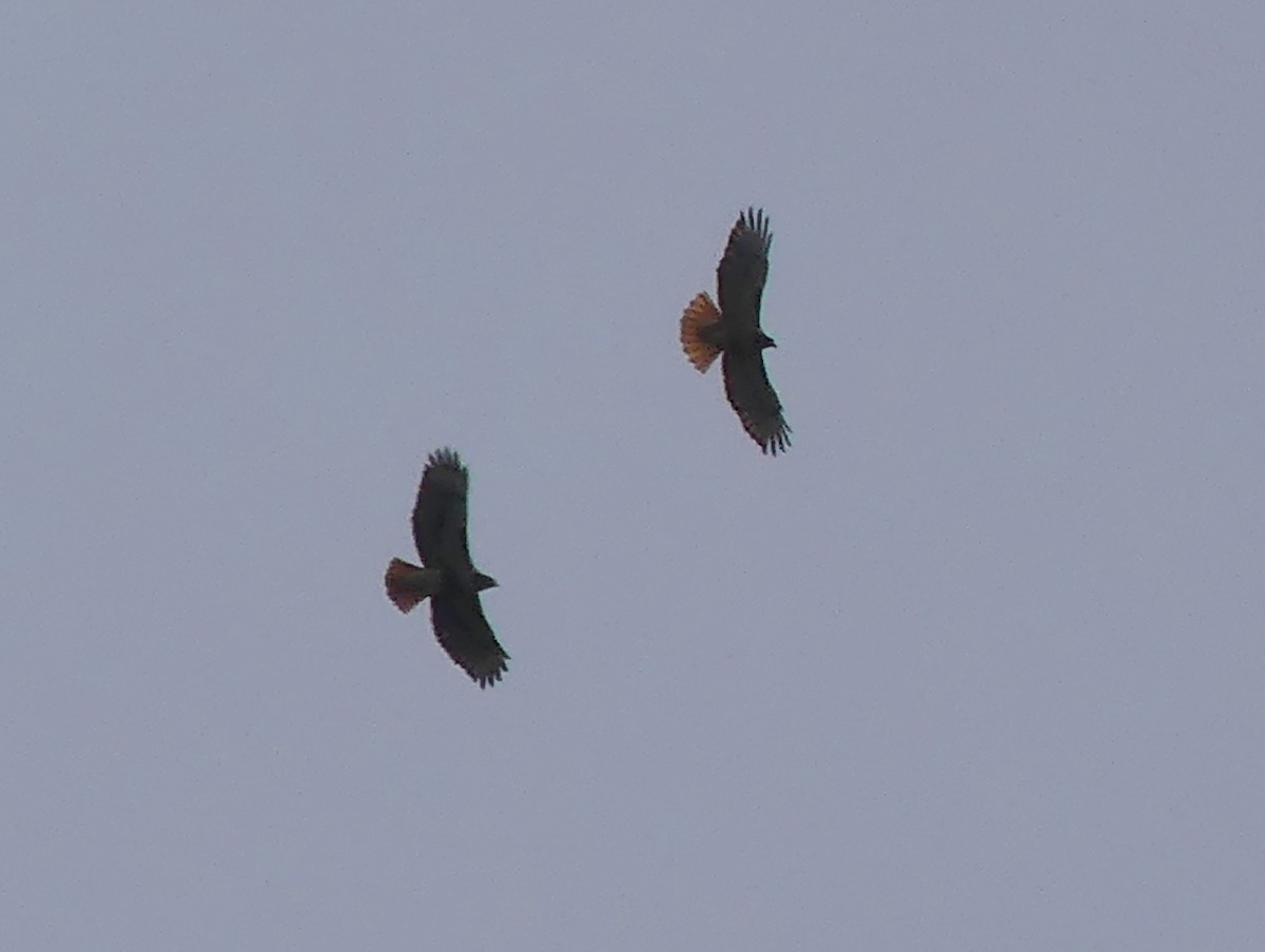 Zapelatz buztangorria - ML637158737