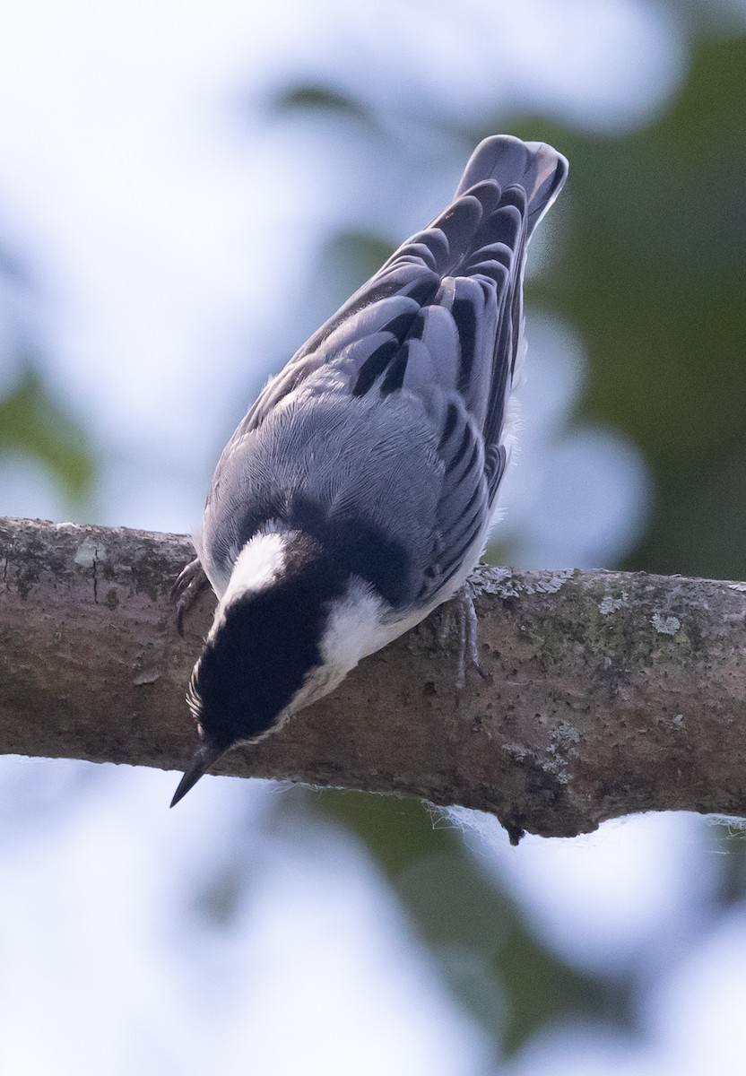 White-breasted Nuthatch - ML637158761