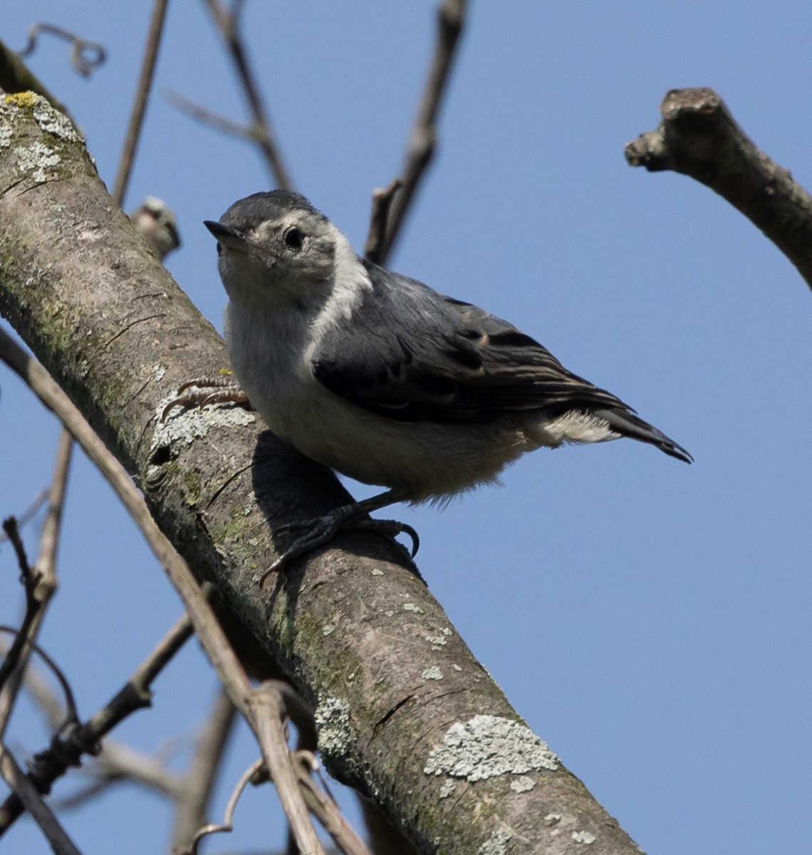 White-breasted Nuthatch - ML637158762