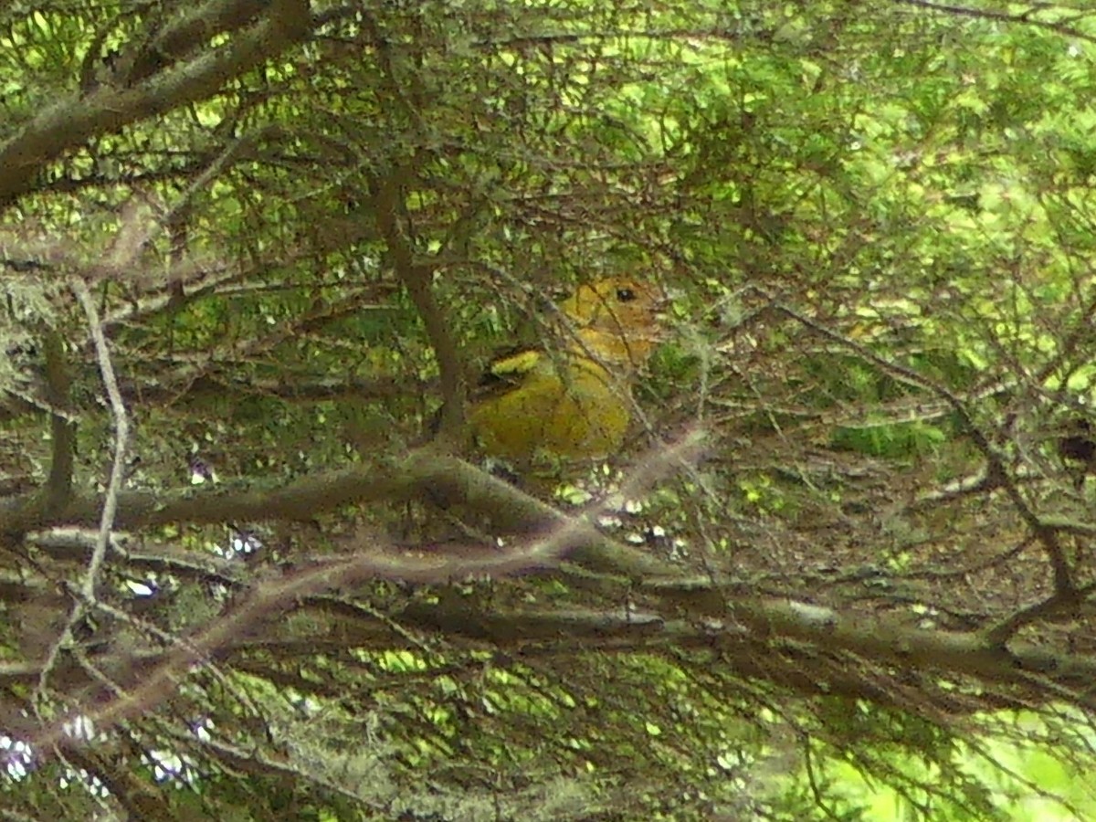 Western Tanager - ML637158776