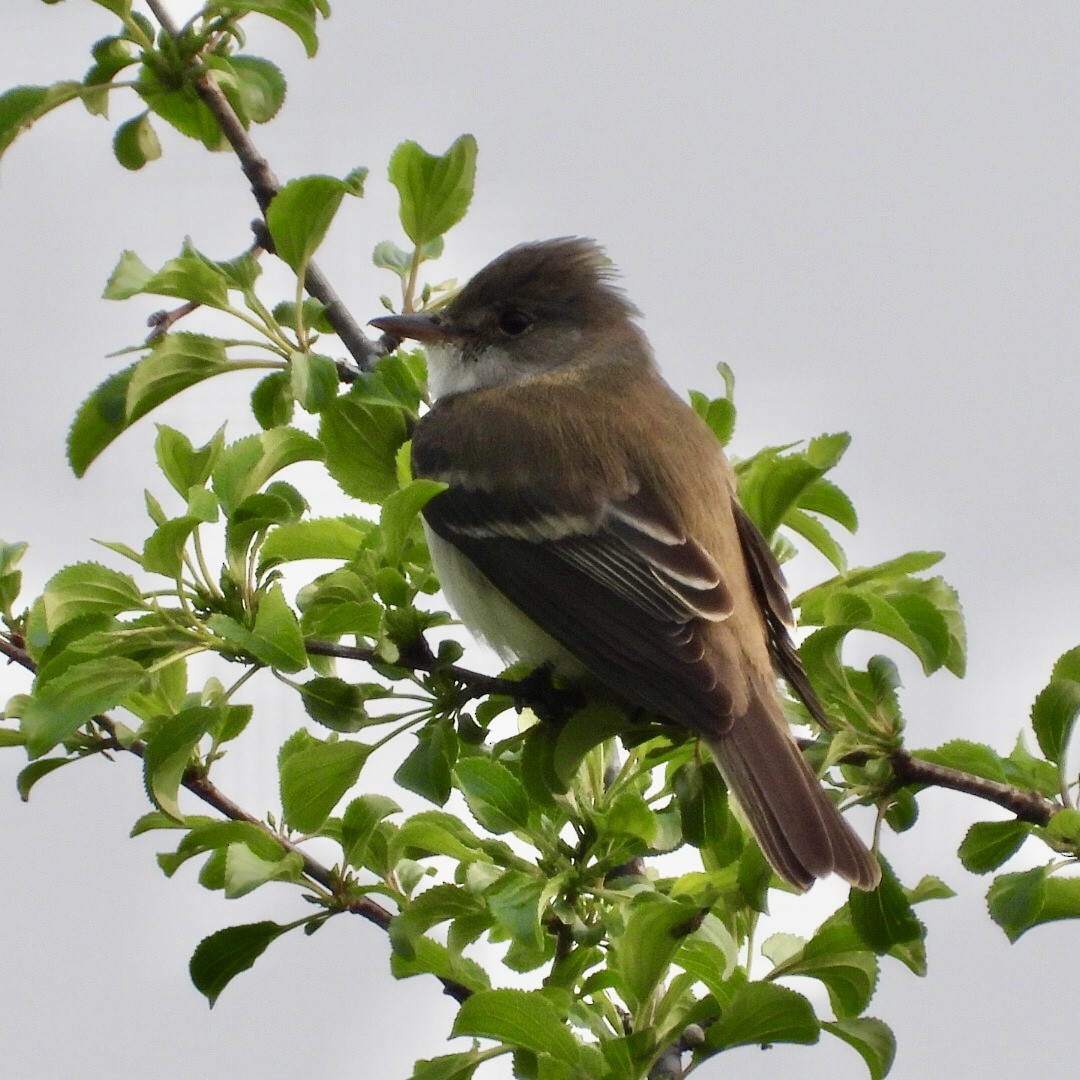 Willow Flycatcher - ML637158932