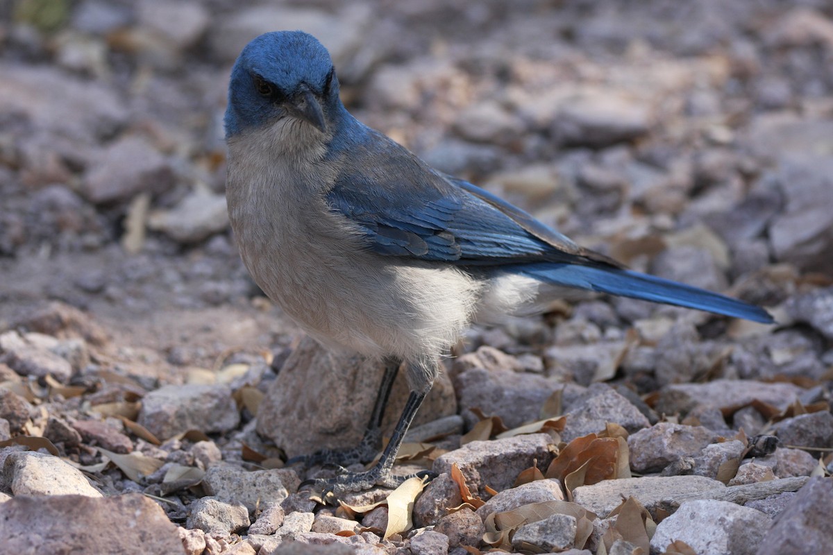 Mexican Jay - ML637159127