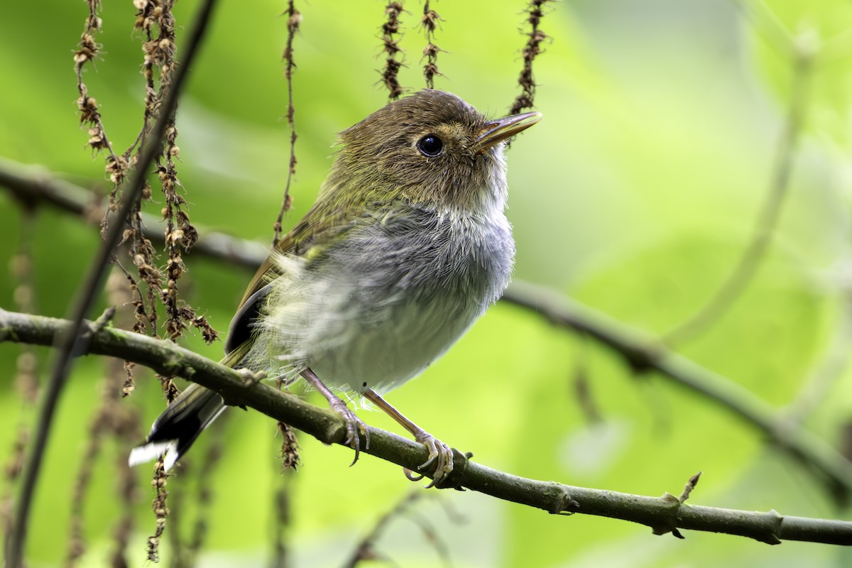 Fork-tailed Pygmy-Tyrant - ML637159146