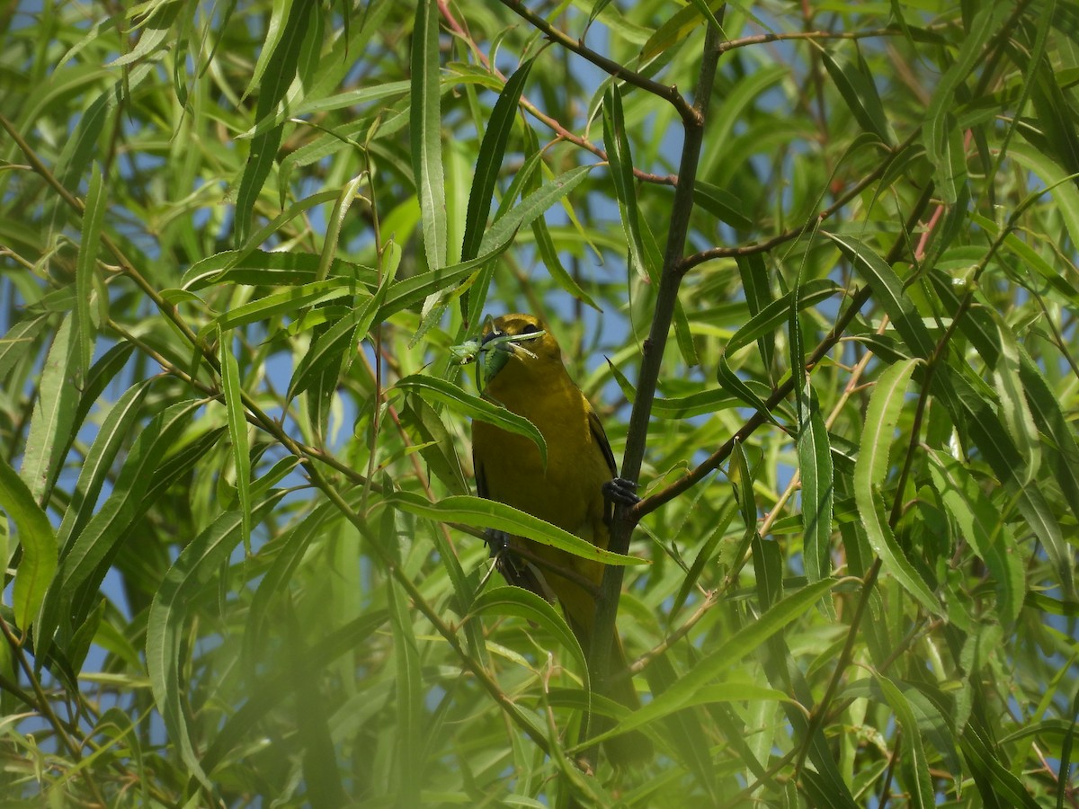 Orchard Oriole - ML637159147