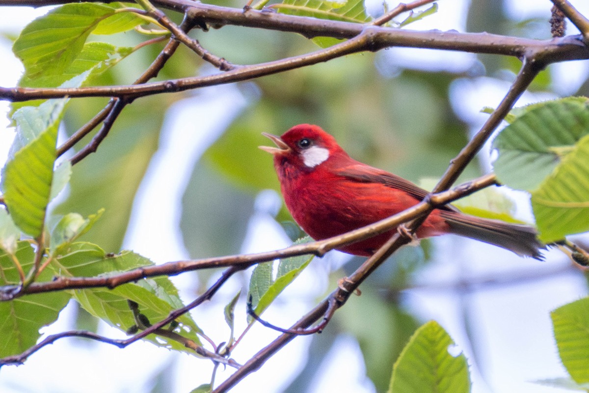 Red Warbler (White-cheeked) - ML637159175