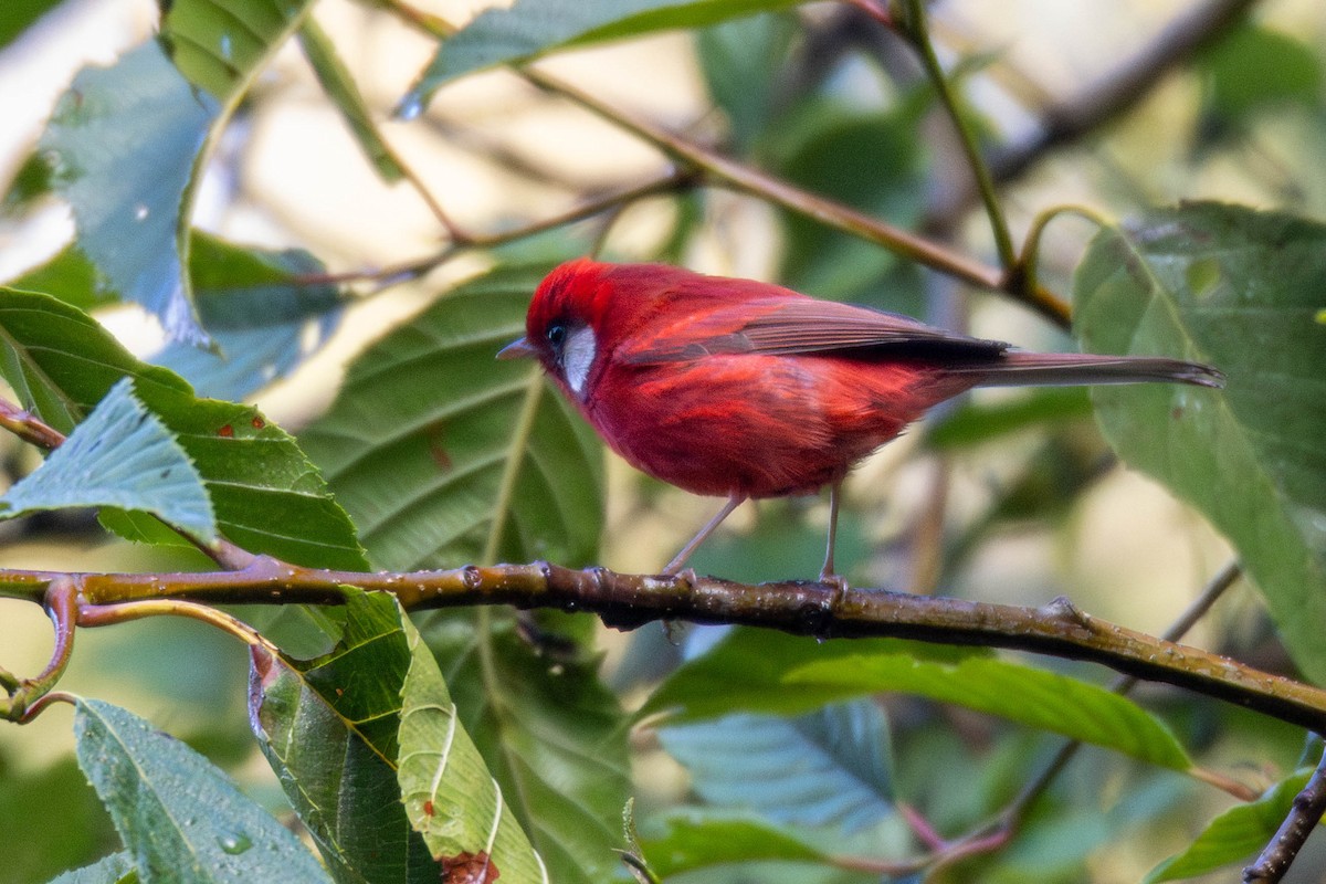 Red Warbler (White-cheeked) - ML637159176