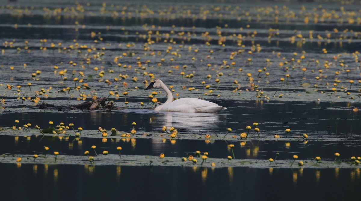 Trumpeter Swan - ML637159178