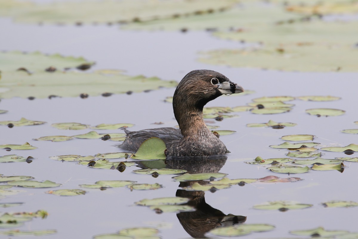 Pied-billed Grebe - ML637159188