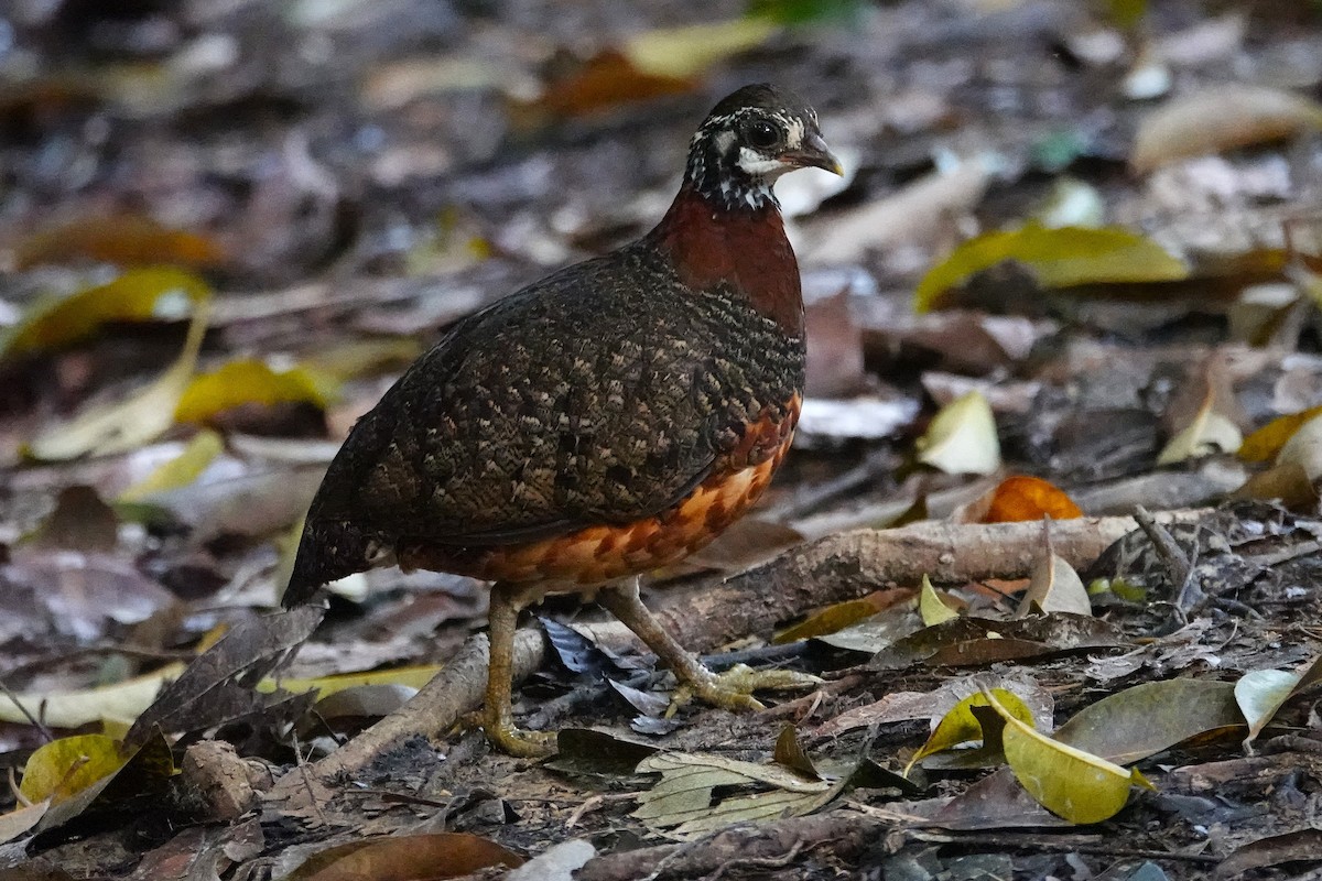Sabah Partridge - ML637159226