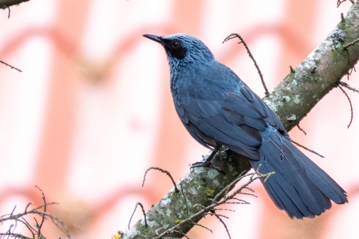 Blue Mockingbird - ML637159238