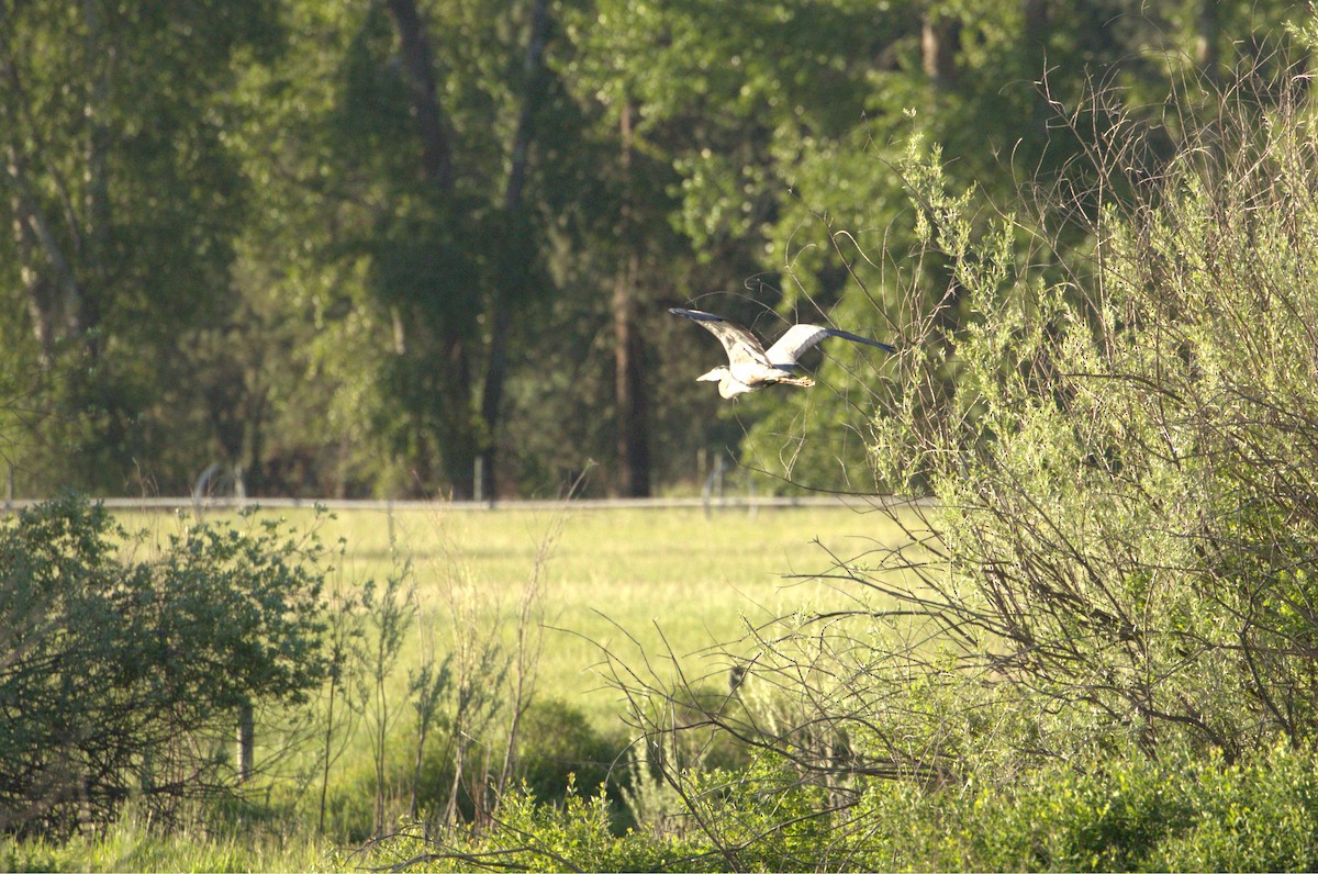 Great Blue Heron - ML637159318