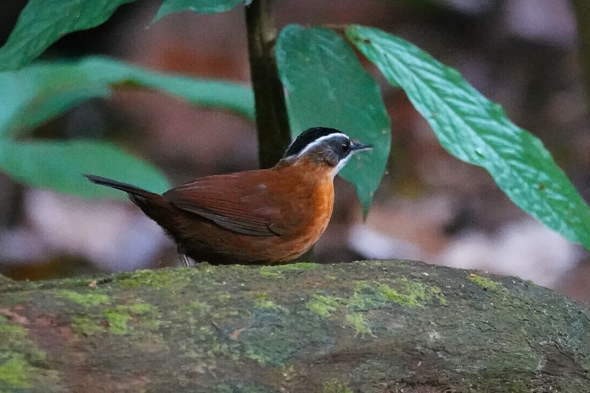 Bornean Black-capped Babbler - ML637159324