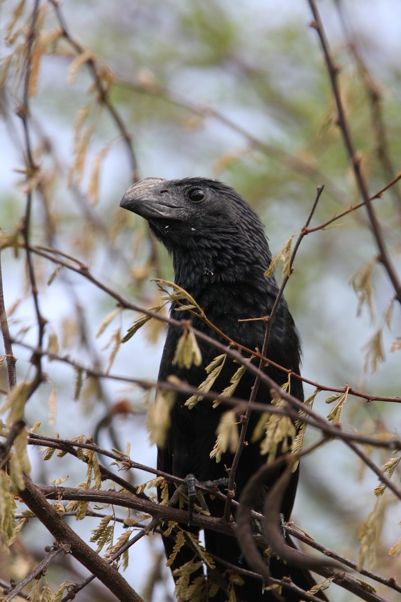 Groove-billed Ani - ML637159433