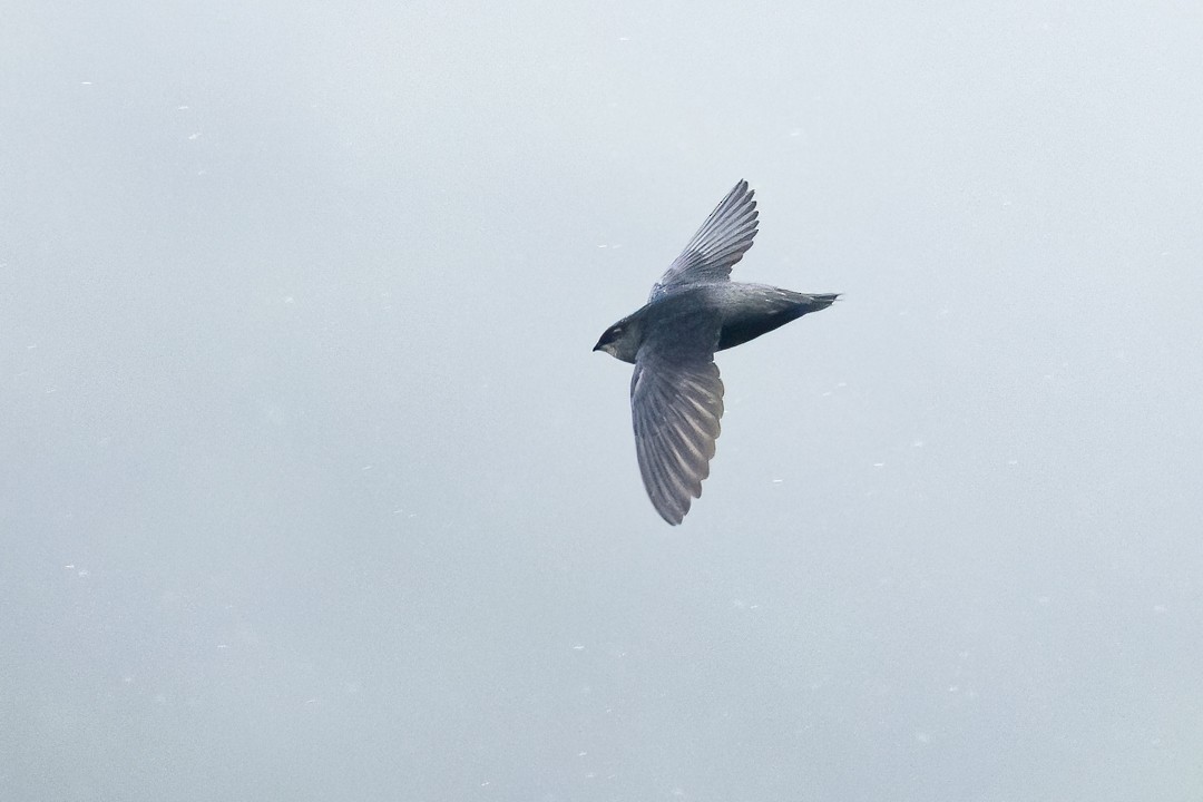 Gray-rumped Swift - ML637159463