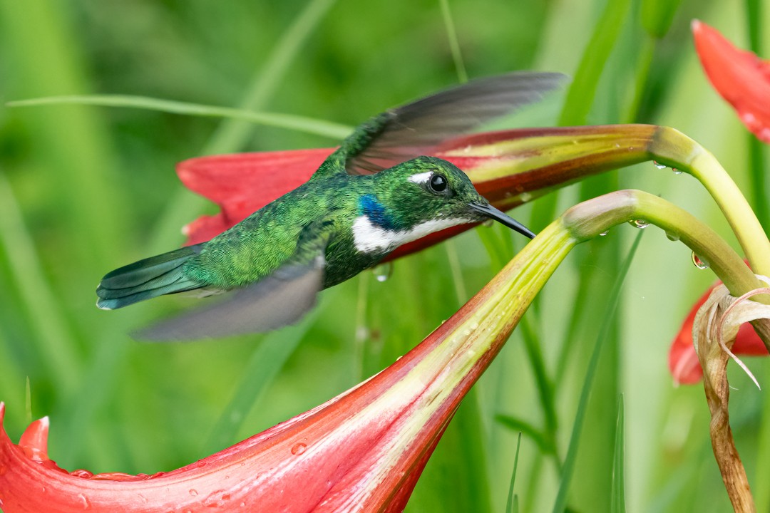 White-throated Daggerbill - ML637159467