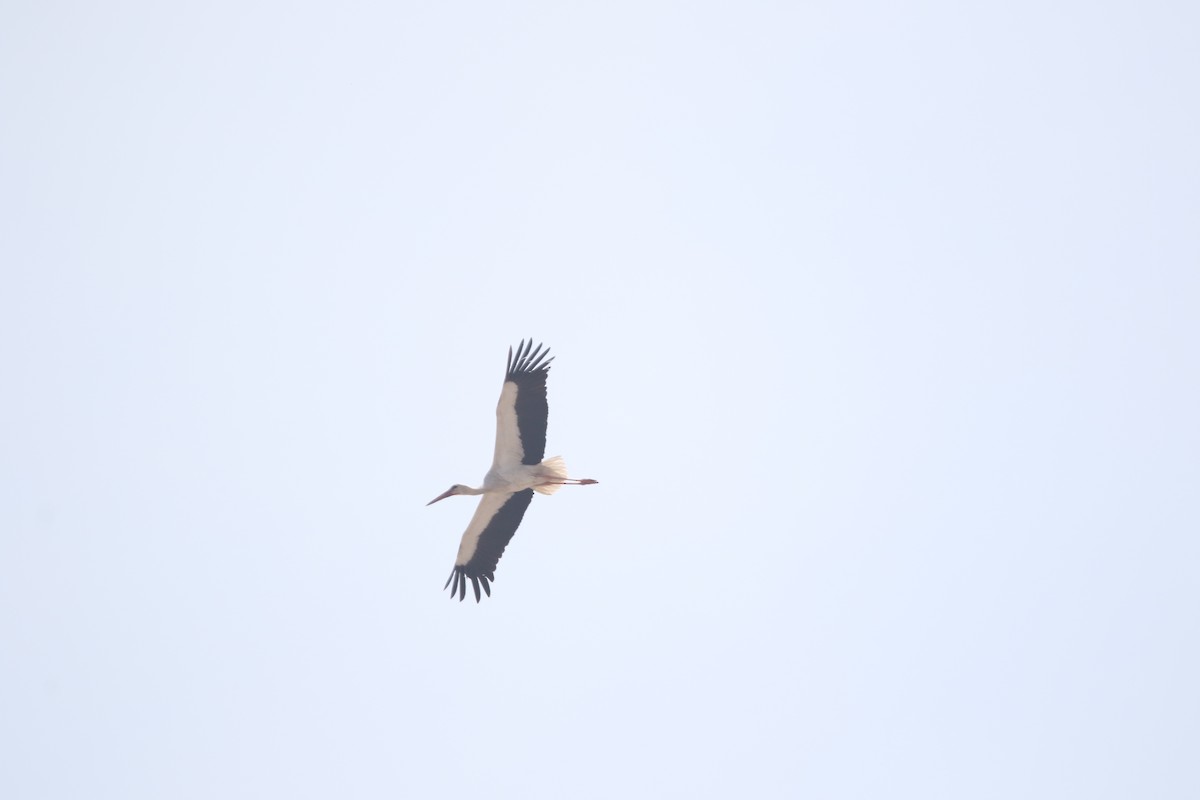 White Stork - ML637159491