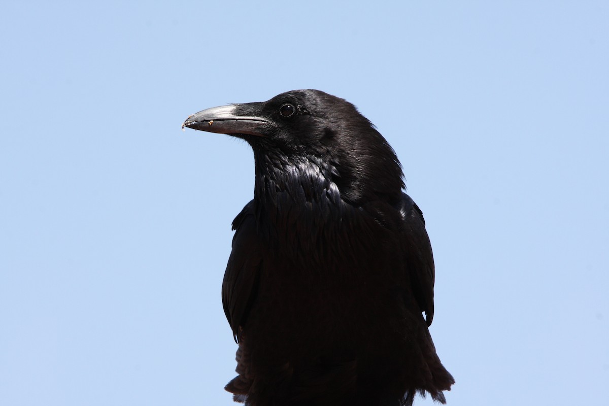 Common Raven - ML637159495