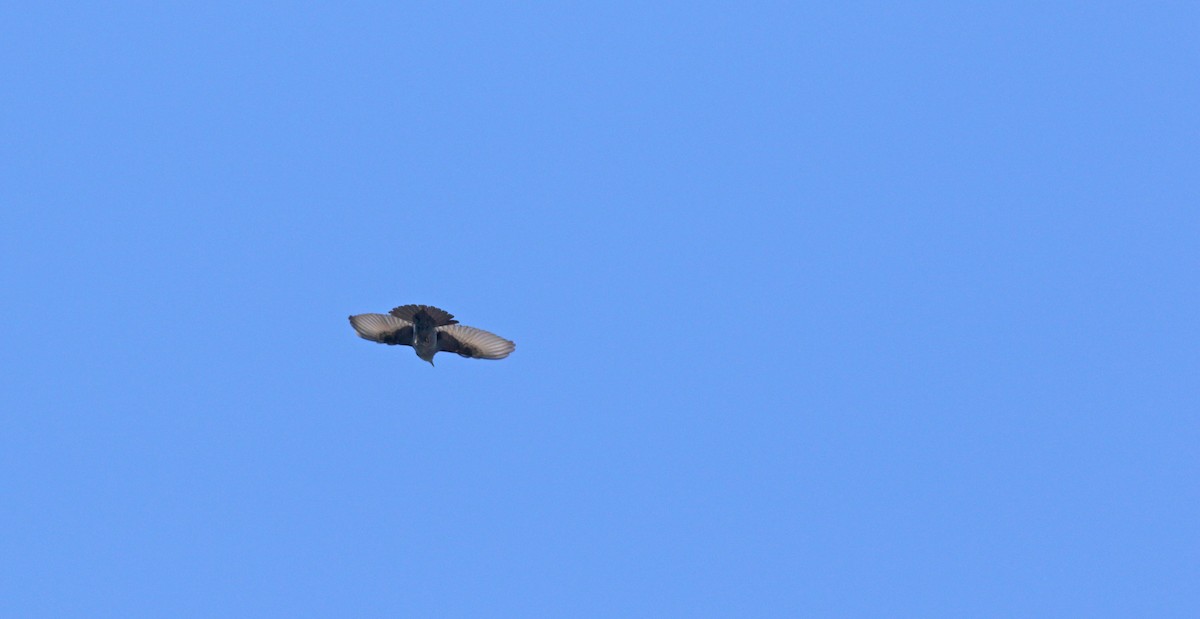 skalník modrý - ML637159542