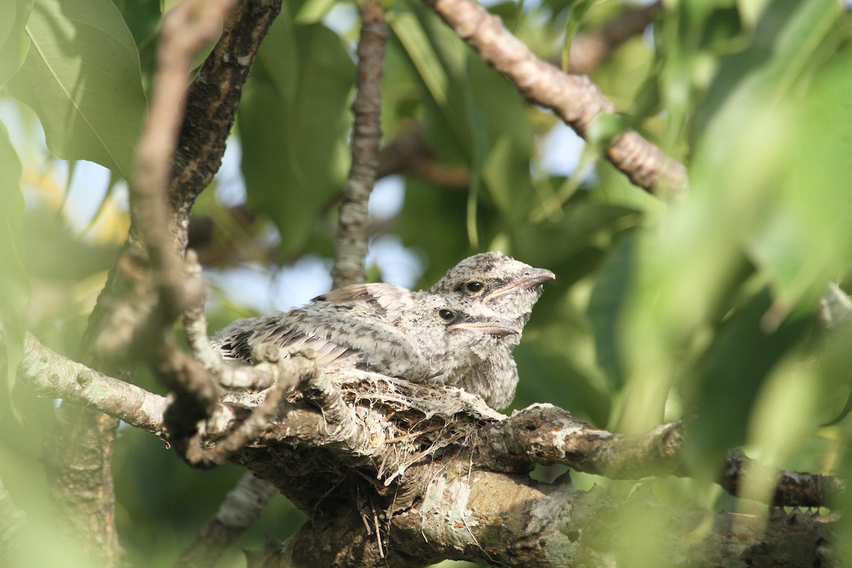 Indian Cuckooshrike - ML637159583