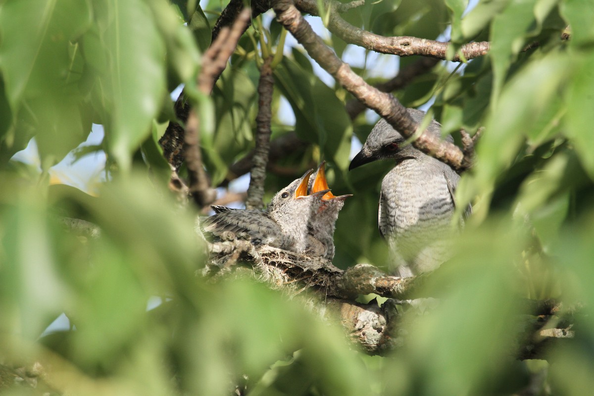 Indian Cuckooshrike - ML637159584